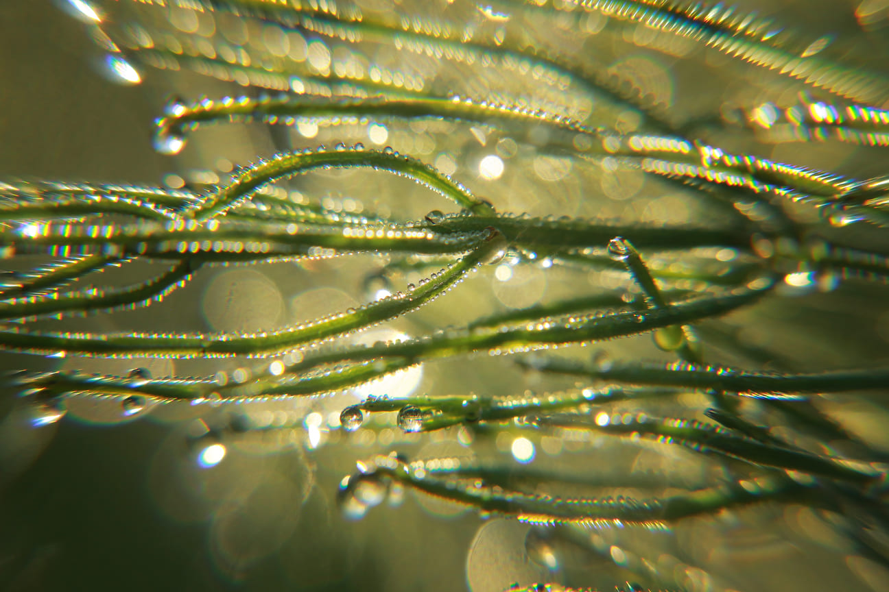 The Power of Portuguese Algae in Skincare