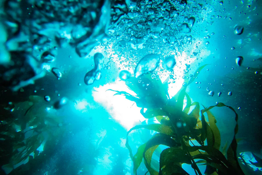 Algas marinhas subaquáticas com bolhas, inspiradas em produtos de beleza à base de ingredientes do oceano