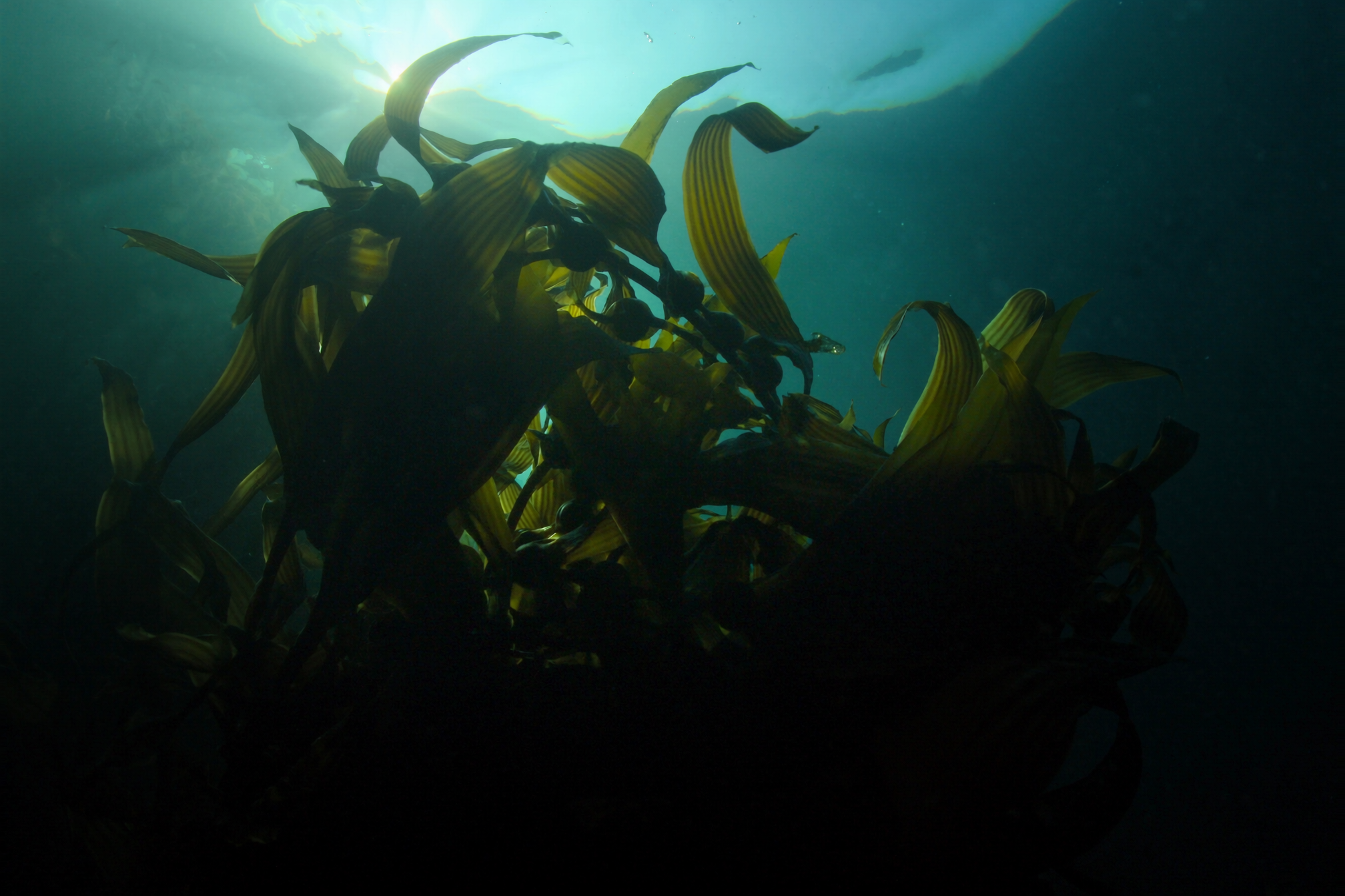 Algues de l Atlantique sous la surface de l ocean