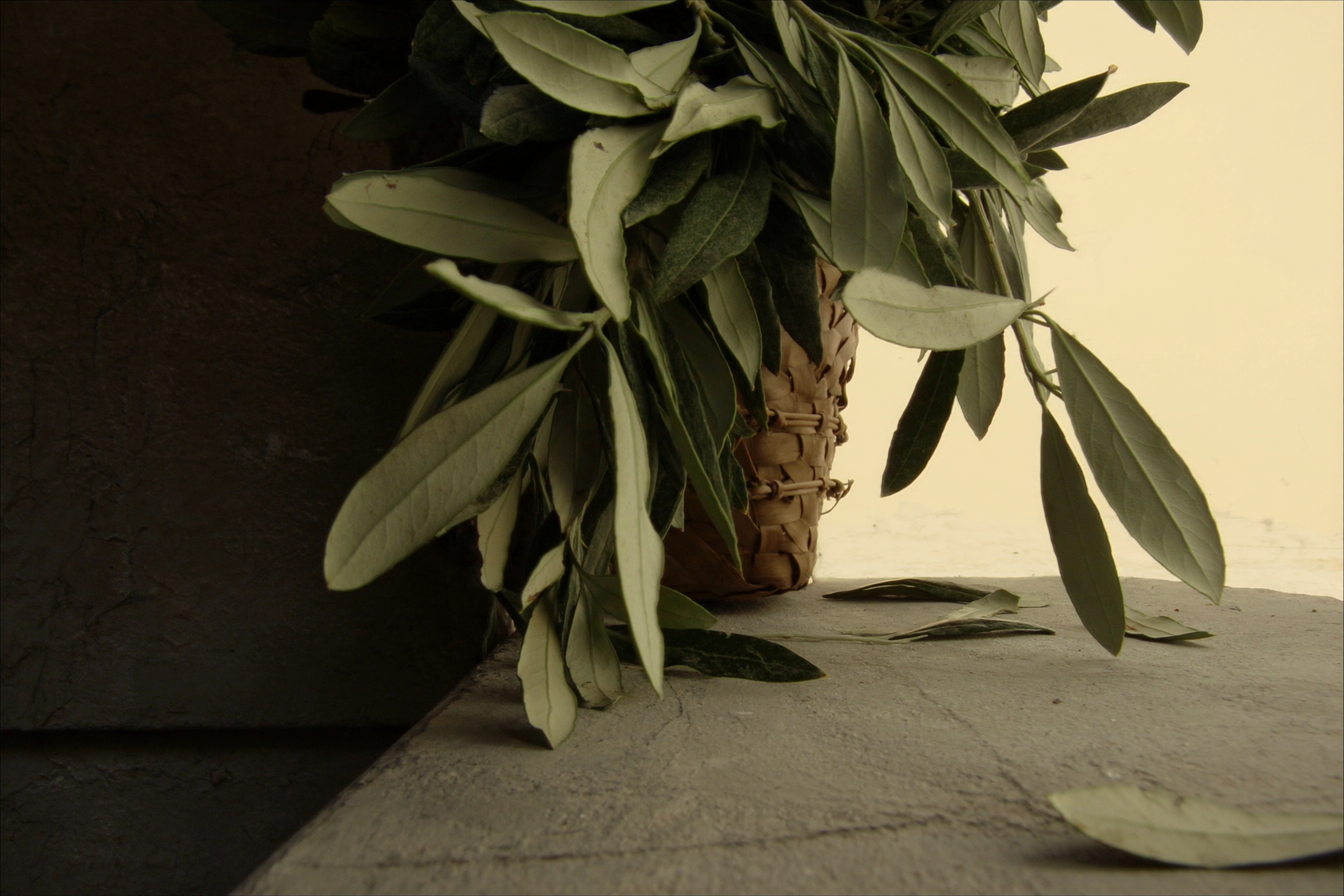 Feuilles d olivier fraichement recoltees dans un panier d osier